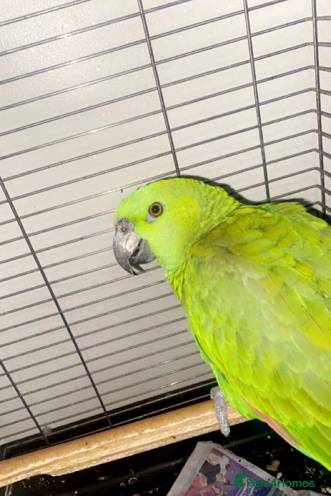 Parrots birds for sale: Female Tame Baby Yellow Nape Amazon With Papers - Advert 5