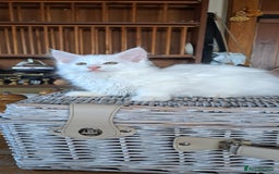 Norwegian Forest Cat cats for sale: Full Norwegian forest cat kittens - Image 8