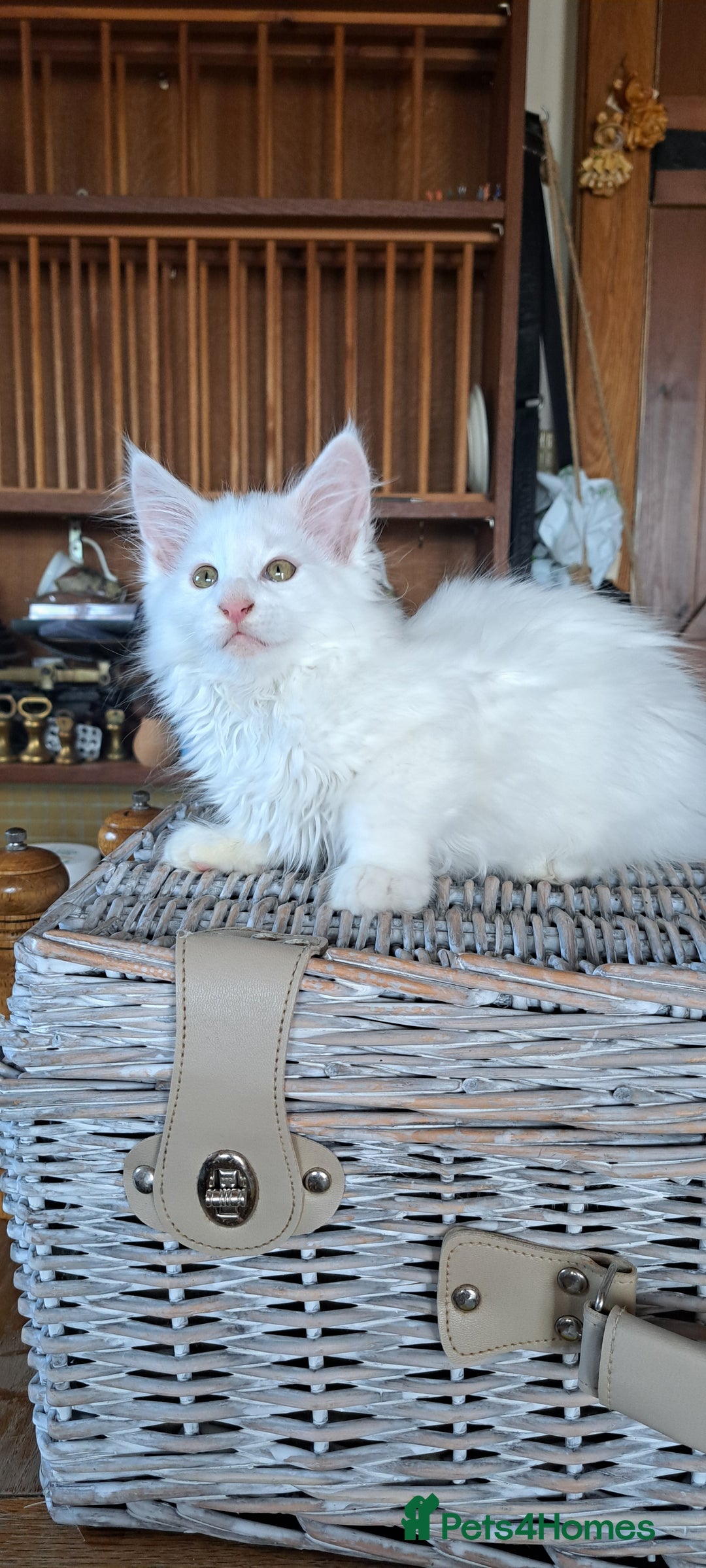 Norwegian Forest Cat cats for sale: Full Norwegian forest cat kittens - Image 8