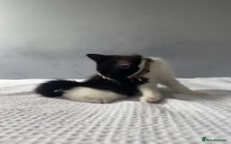 Mixed Breed cats for sale: Kitten / mixed breed  - Image 2