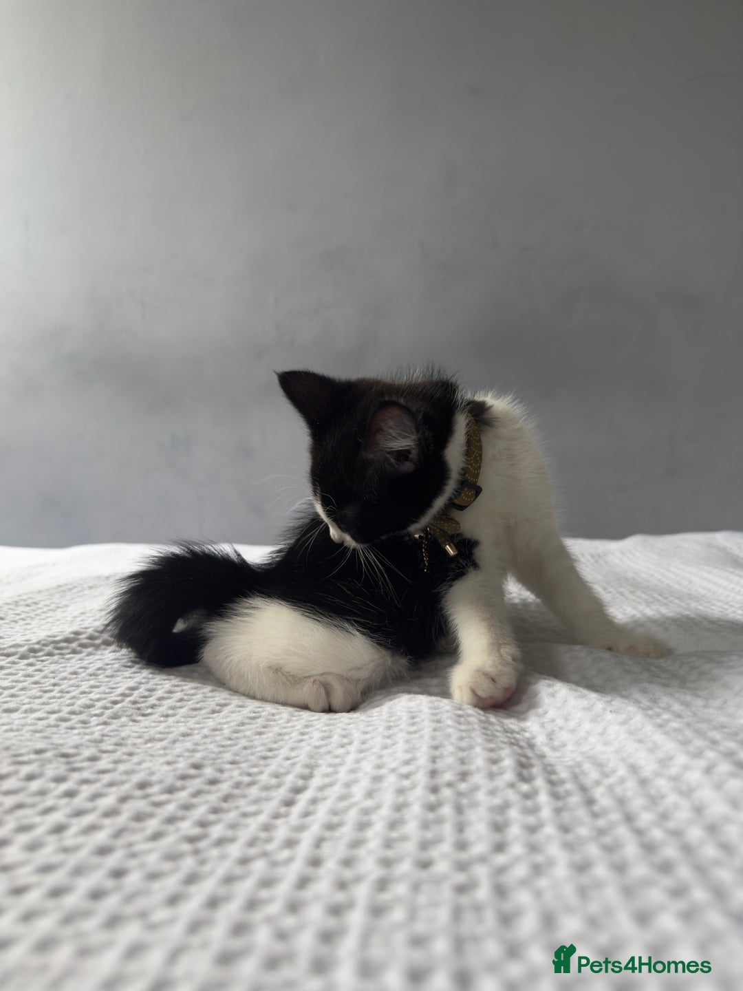 Mixed Breed cats for sale: Kitten / mixed breed  - Image 2