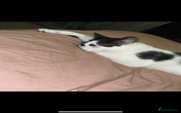 Mixed Breed cats for sale: Dotty, re-homing my indoor cat. £0  - Image 2