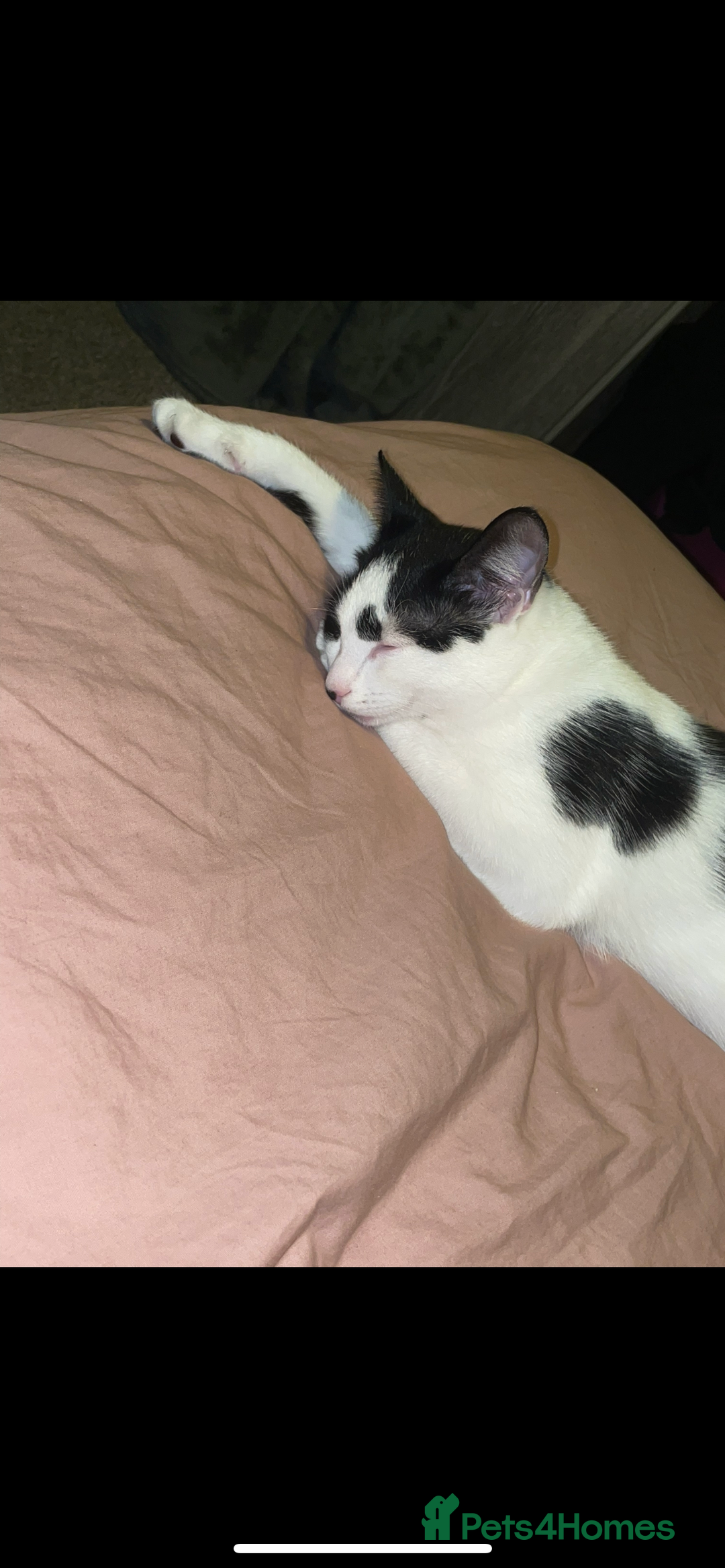 Mixed Breed cats for sale: Dotty, re-homing my indoor cat. £0  - Image 2