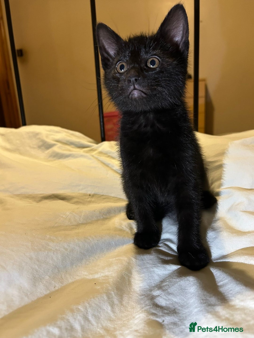 Russian Blue cats for sale: Russian blue kittens  - Advert 14