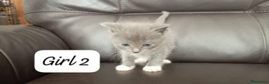 Ragdoll 5