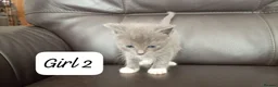 Mixed Breed cats for sale: Ragdoll mum and British short blue dad in Great Yarmouth - Advert 4