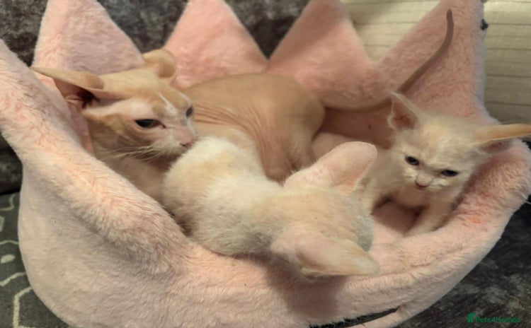 Sphynx cats - Advert 3