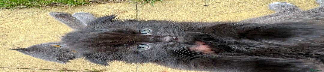 Scottish Fold Kitten 1