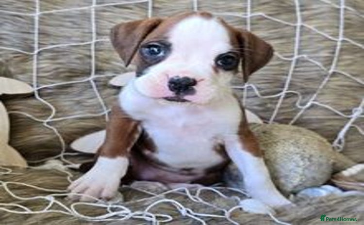 Boxer dogs - Advert 4