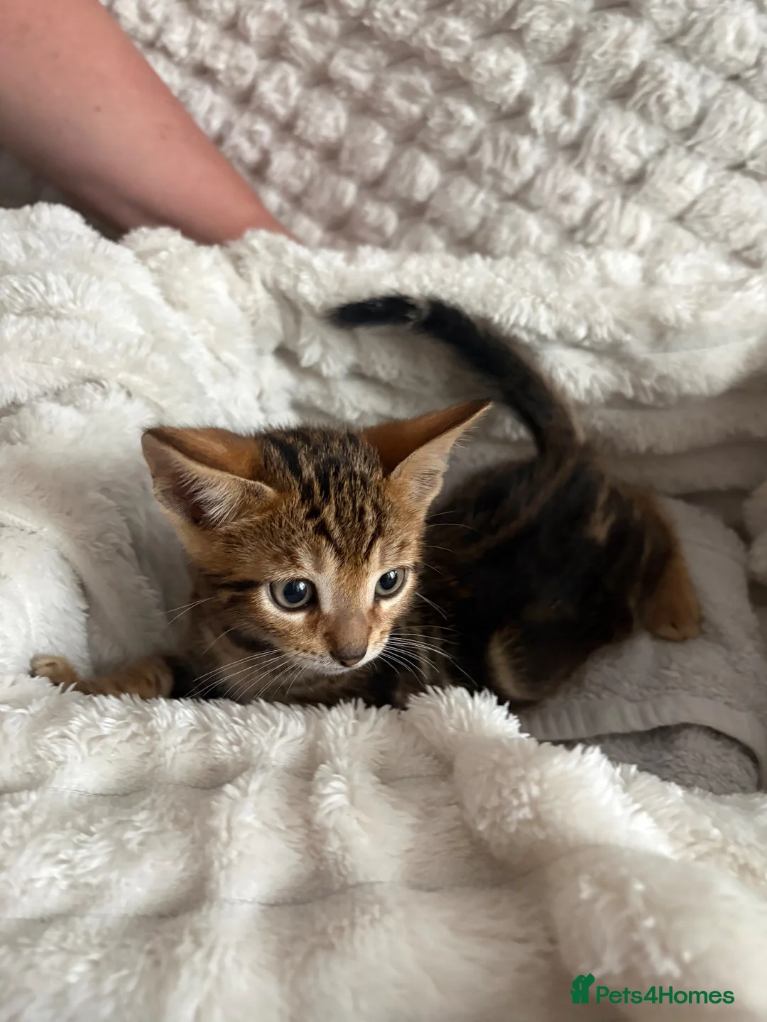 Bengal cats for sale: Bengal Tabby Mixed Breed Kittens - Advert 2