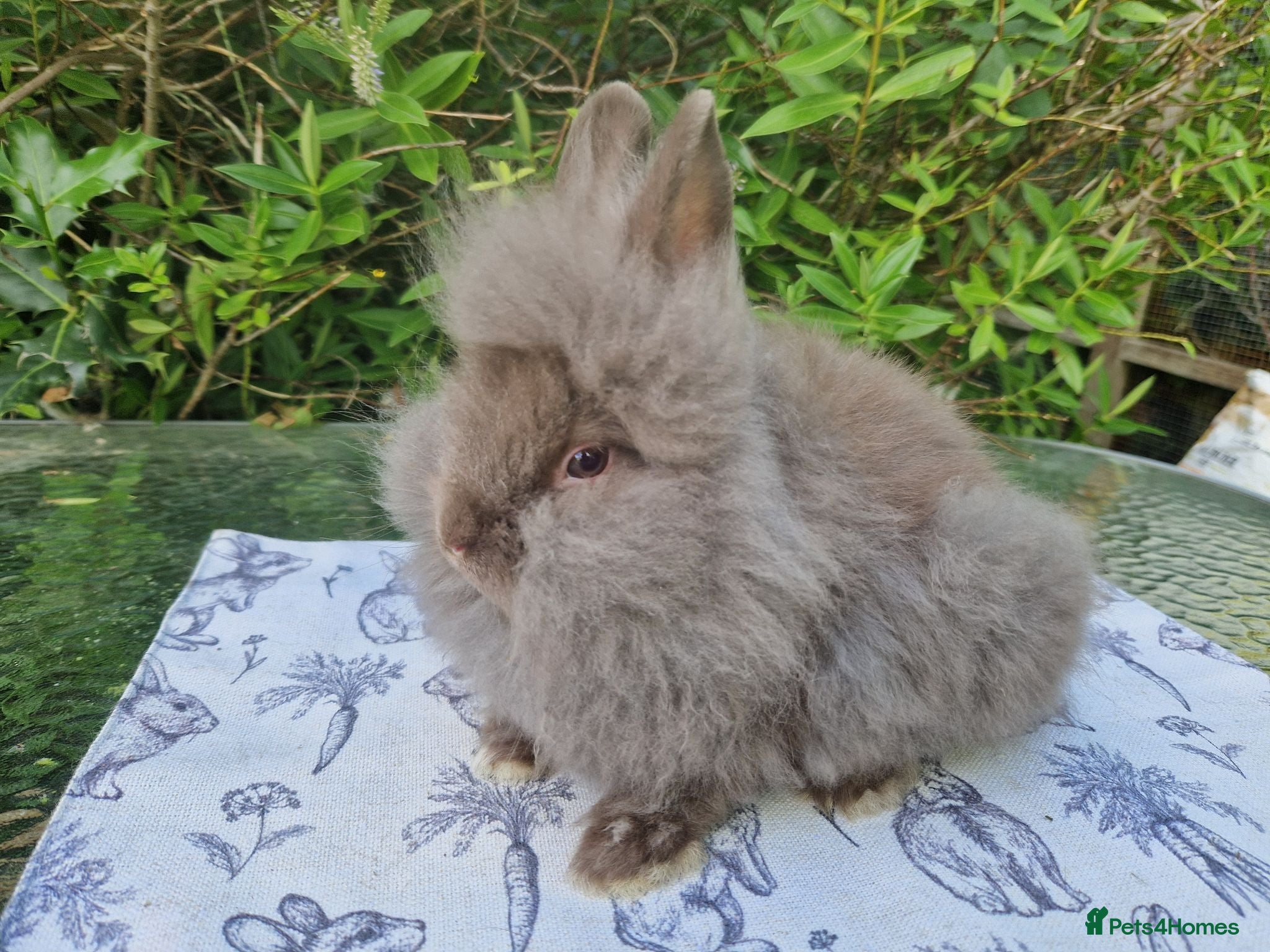 Lionhead rabbits READY NOW Purebred Lionhead Baby Rabbits - Advert 2