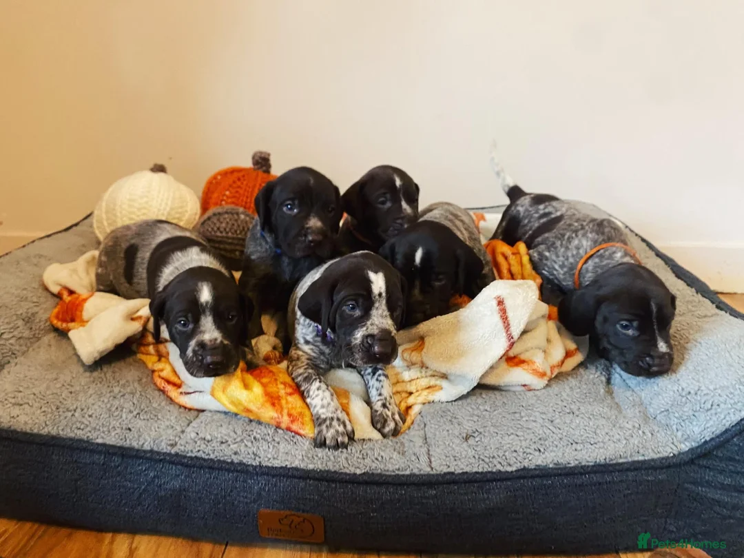 German Wirehaired Pointer dogs for sale: 🐾 Beautiful Wirehaired Pointer Puppies (nonKC) 🐾 - Advert 1