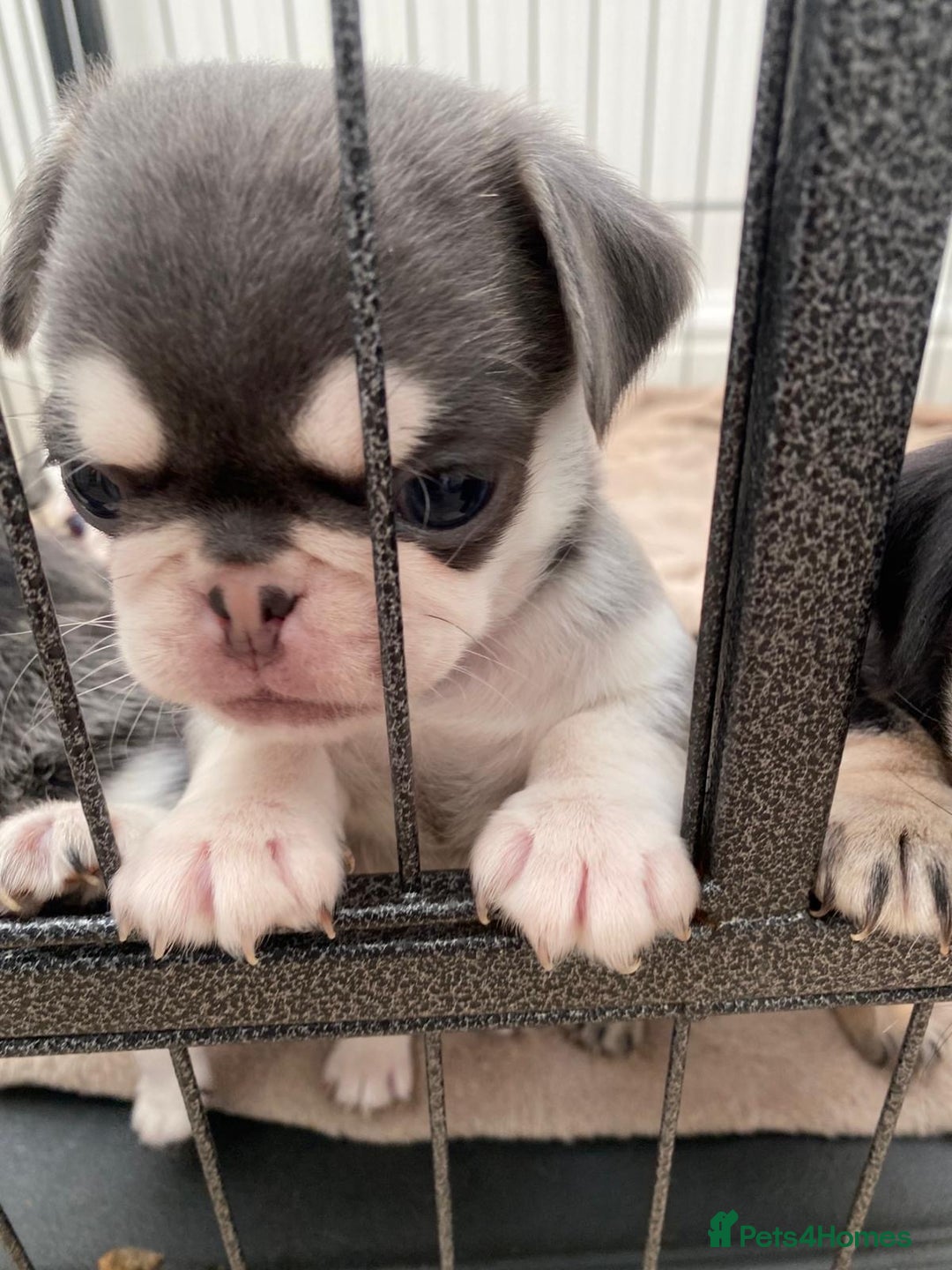 Pug dogs for sale: Puppy pugs! - Advert 6