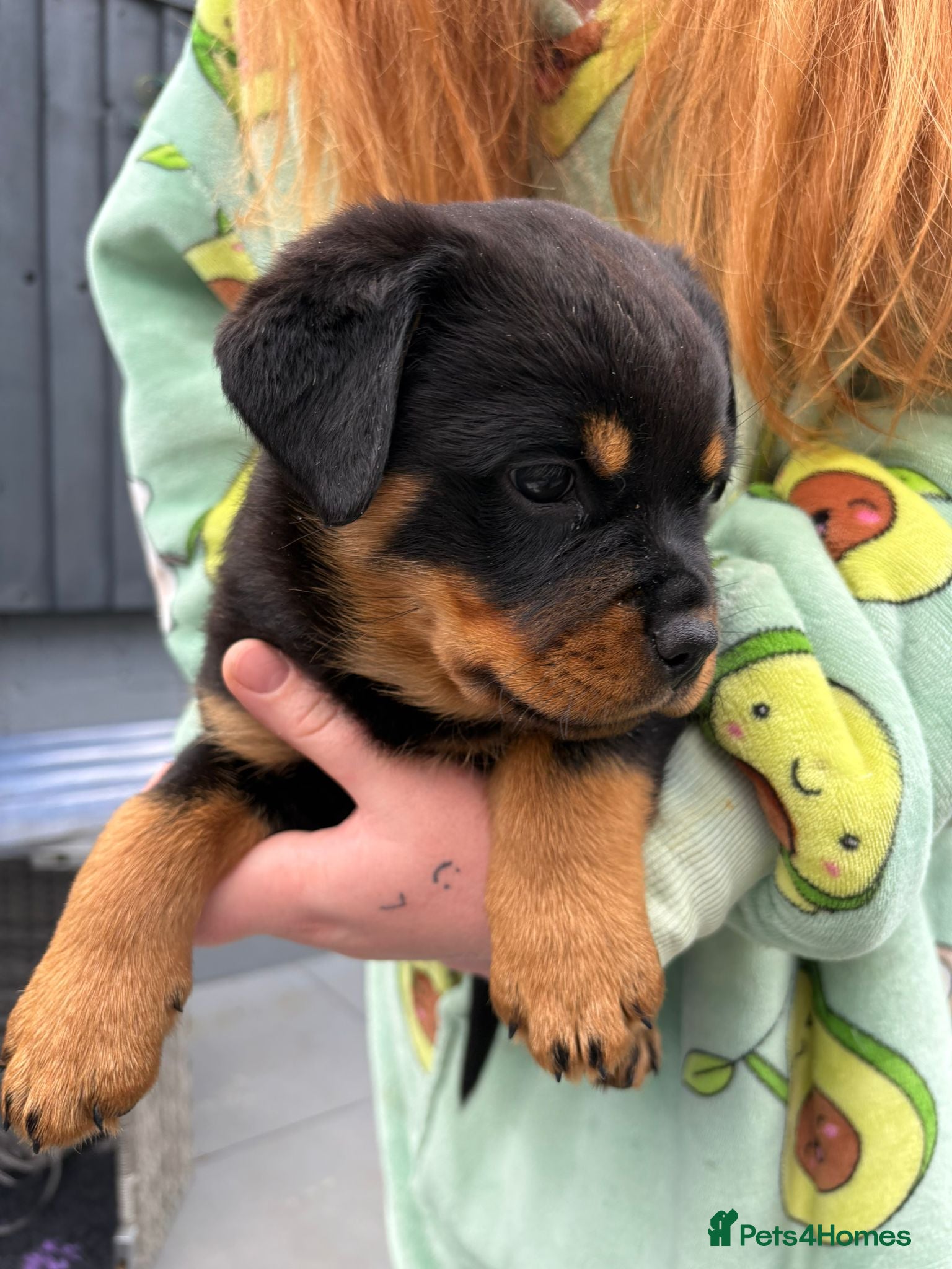 Rottweiler dogs One bitch left (reduced) - Advert 3