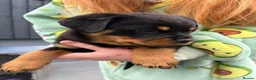 Rottweiler dogs for sale: Rottweiler puppies  - Advert 3