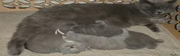 British Shorthair cats for sale: Gorgeous British Shorthair & Longhair - Advert 9