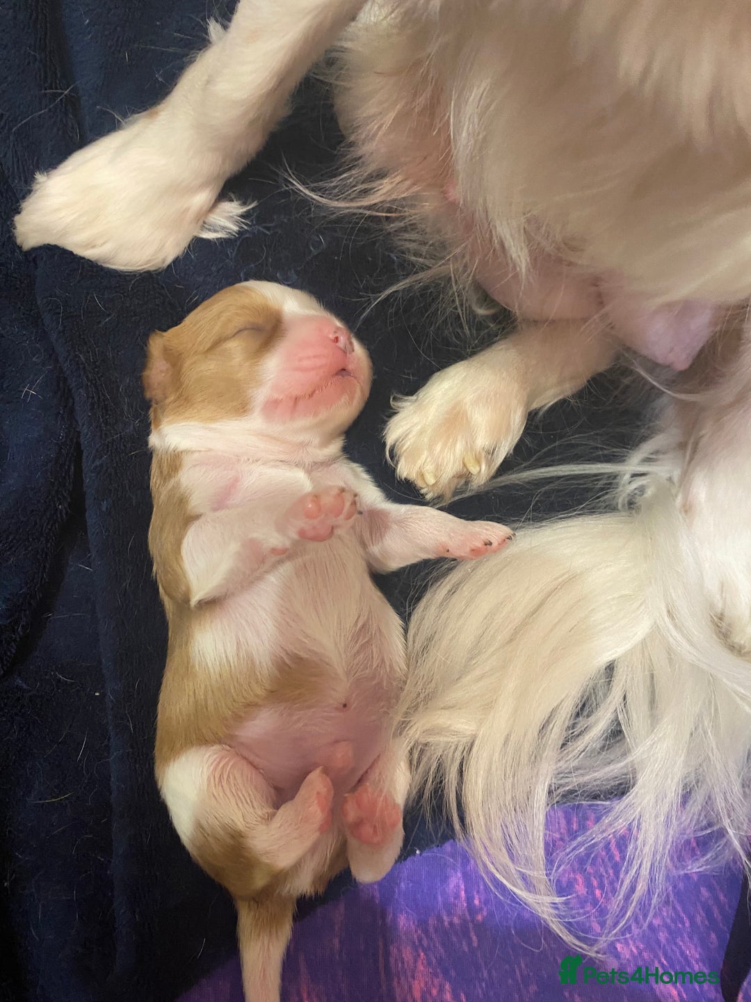 Cavalier King Charles Spaniel dogs for sale: King Charles Spaniel boy - Advert 2