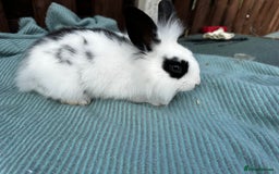 Lionhead rabbits for sale: Baby lion head rabbits for sale - Image 12