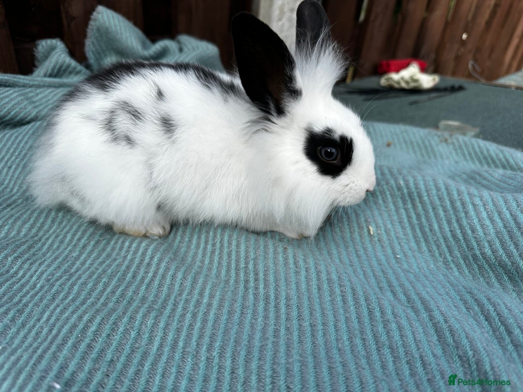 Lionhead rabbits for sale: Baby lion head rabbits for sale - Image 12