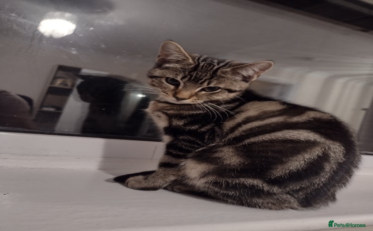 Toyger cats - Advert 1