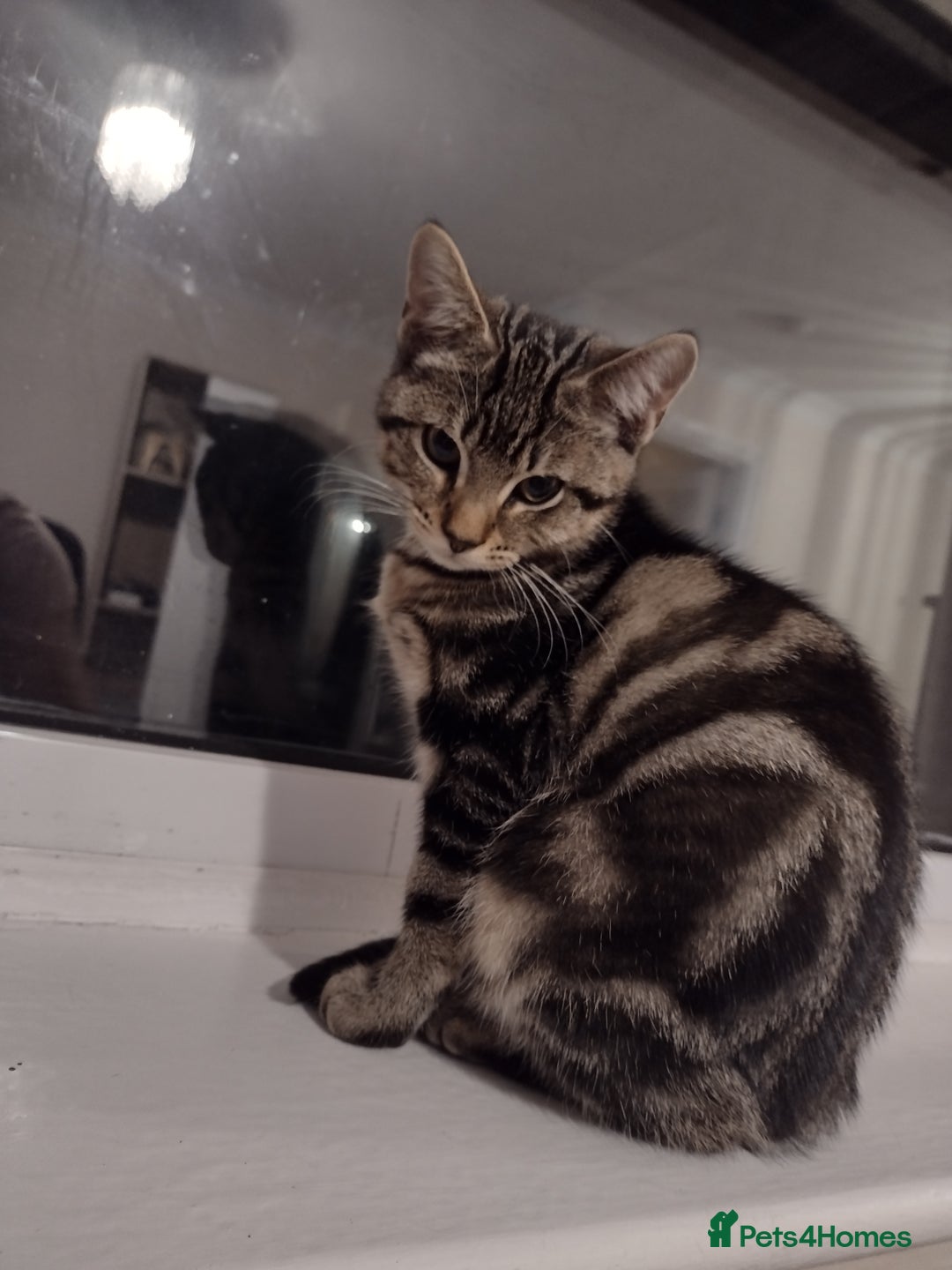 Toyger cats for sale: Kitten for sale - Image 1