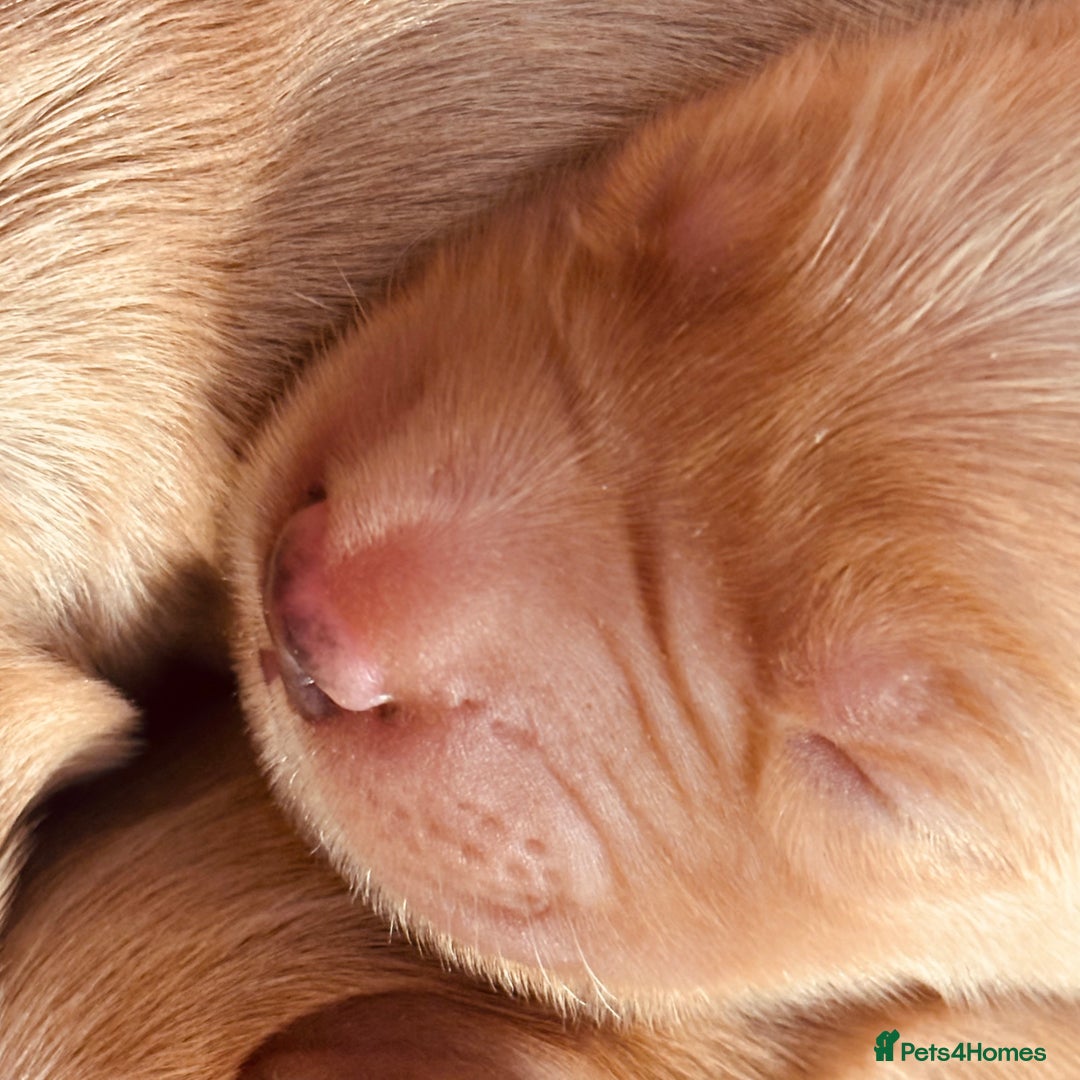 Golden Retriever dogs for sale: Deep Fox Red Golden Retriever Puppies  - Image 12