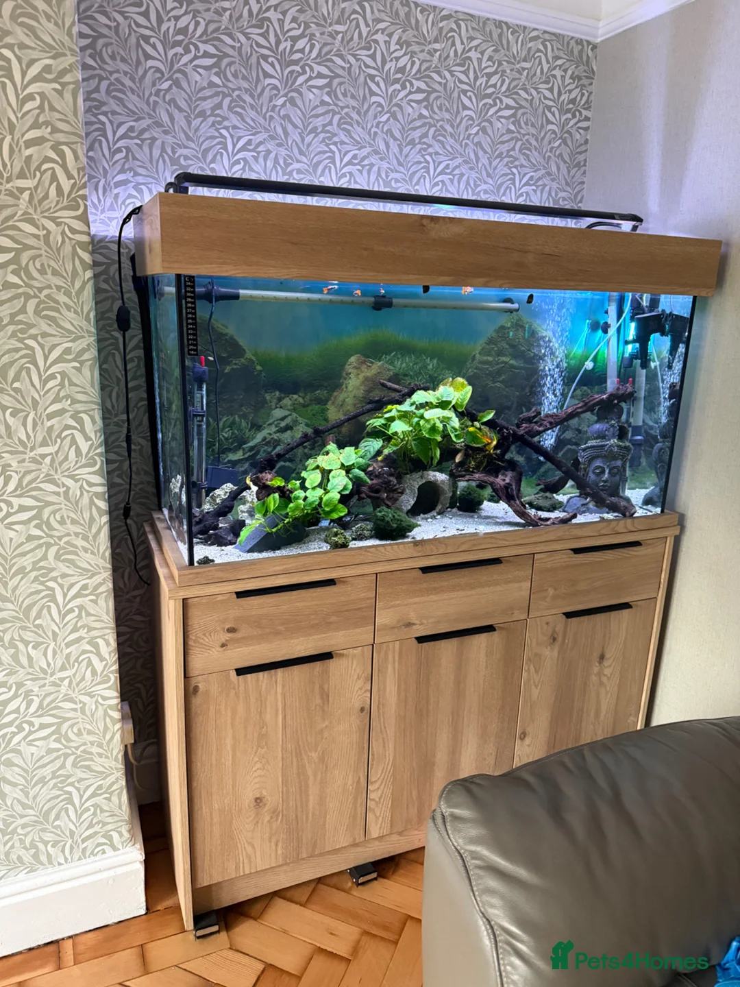 Corys fish for sale: Looking for a new home  in Wirral - Advert 1