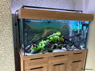 Corys fish Looking for a new home - Advert 14