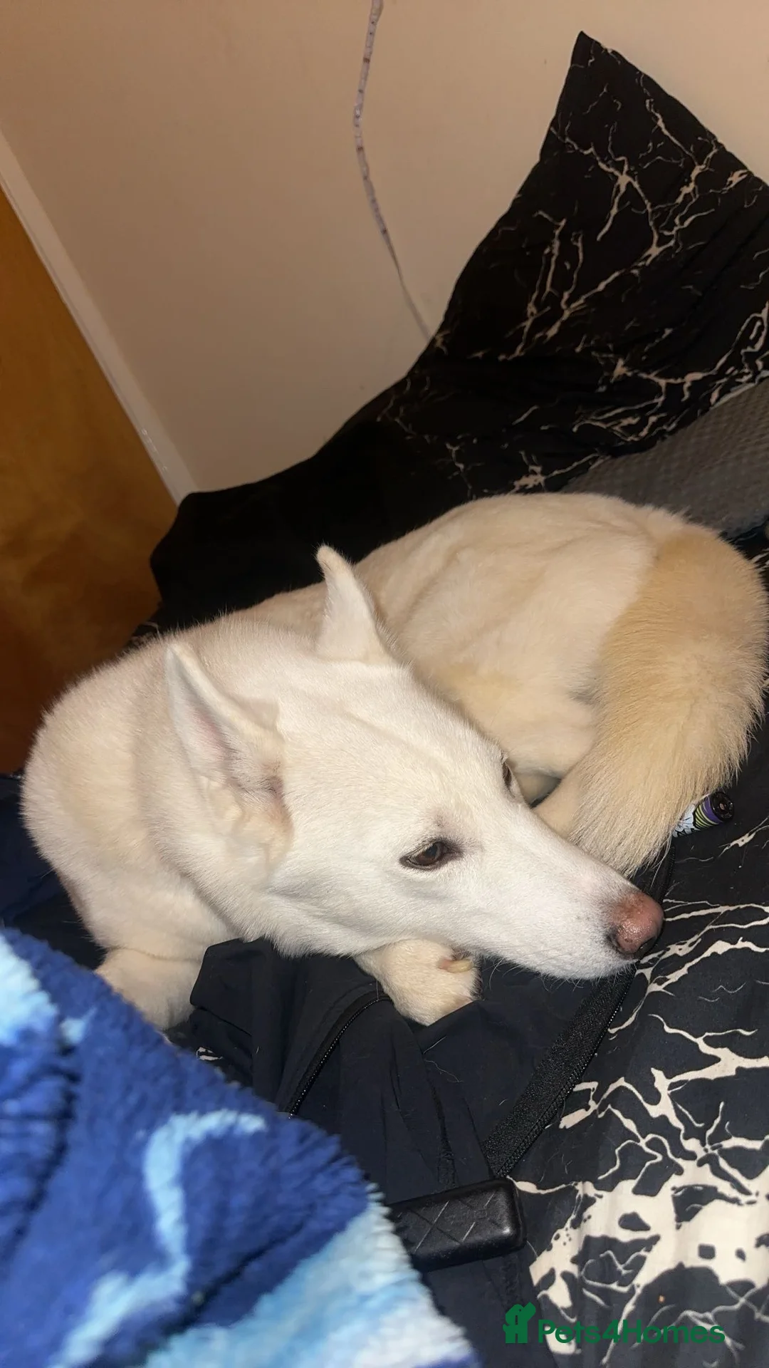 Siberian Husky dogs for sale: Female Siberian husky for sale  in Northallerton - Advert 2