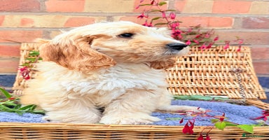 Australian Labradoodle dogs - Advert 1