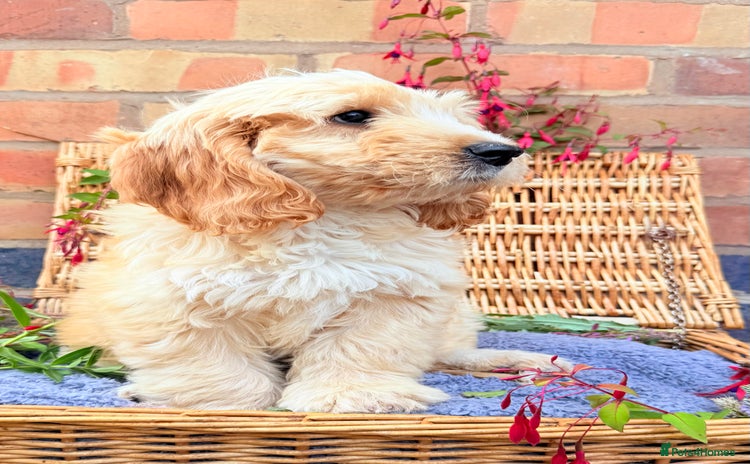Australian Labradoodle dogs - Advert 1