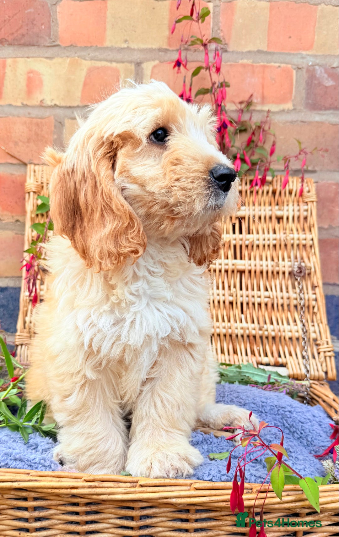 Australian Labradoodle dogs for sale: Australian labradoodle** READY TO GO** - Image 2