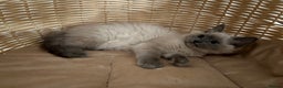 Ragdoll cats for sale: Beautiful blue mink colourpoint boy tica reg - Advert 9