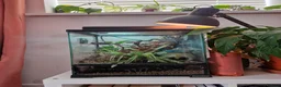 Gecko reptiles for sale: Mourning gecko colony and set up in Cardiff - Advert 1