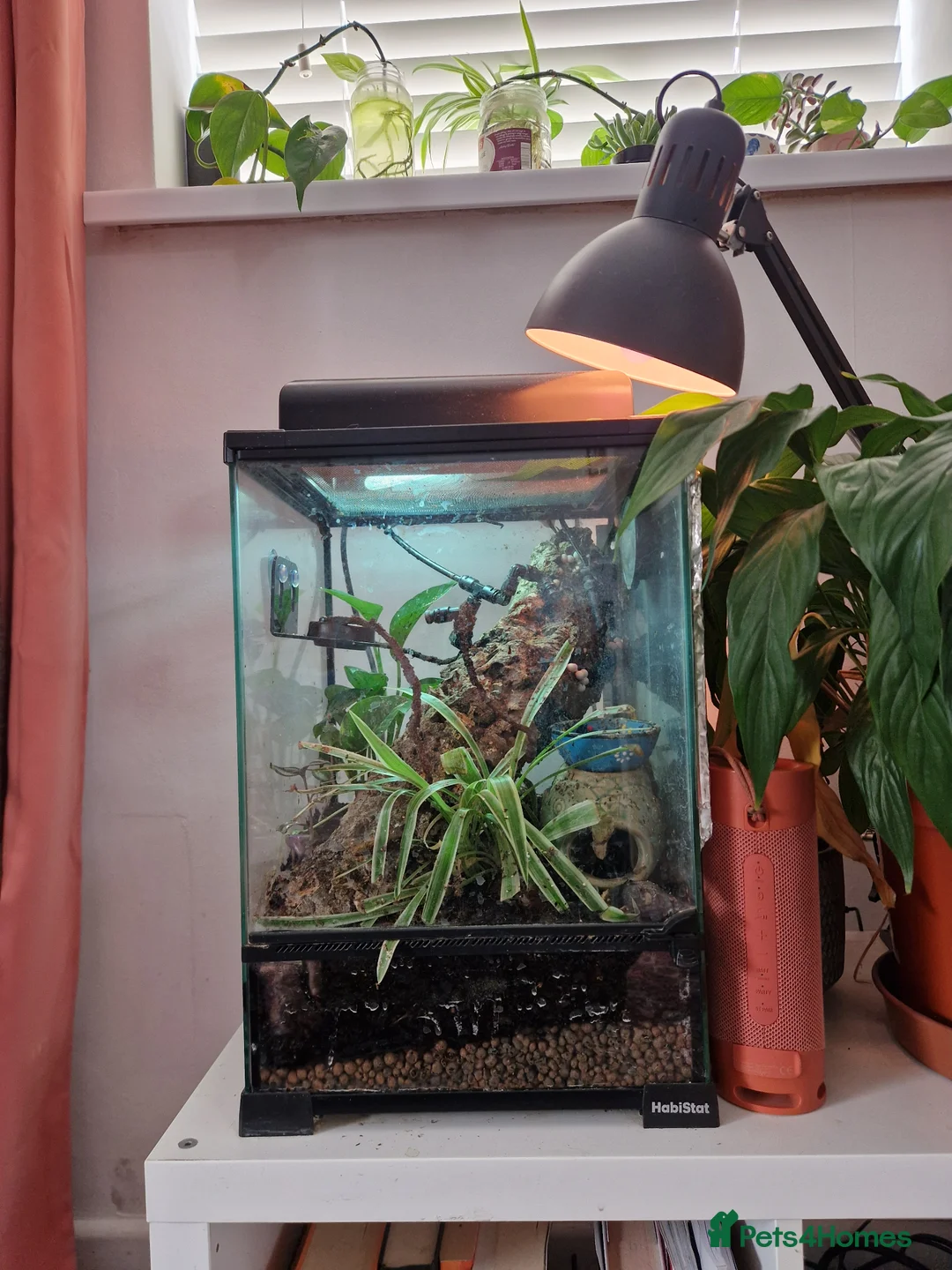 Gecko reptiles for sale: Mourning gecko colony and set up in Cardiff - Advert 1
