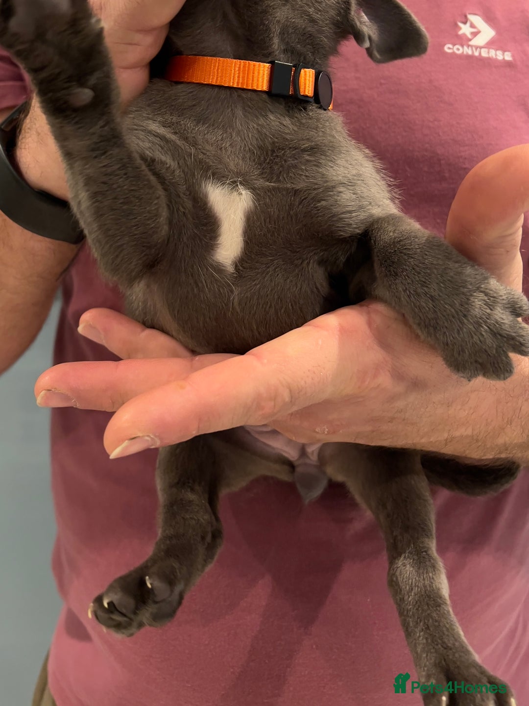 Staffordshire Bull Terrier dogs for sale: Adorable BLUE KC Pups *BULLSCAFF BLOODLINE* - Advert 15