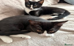 Mixed Breed cats for sale: lovely kitties - Image 2