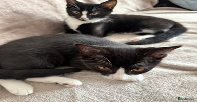 Mixed Breed cats - Advert 1