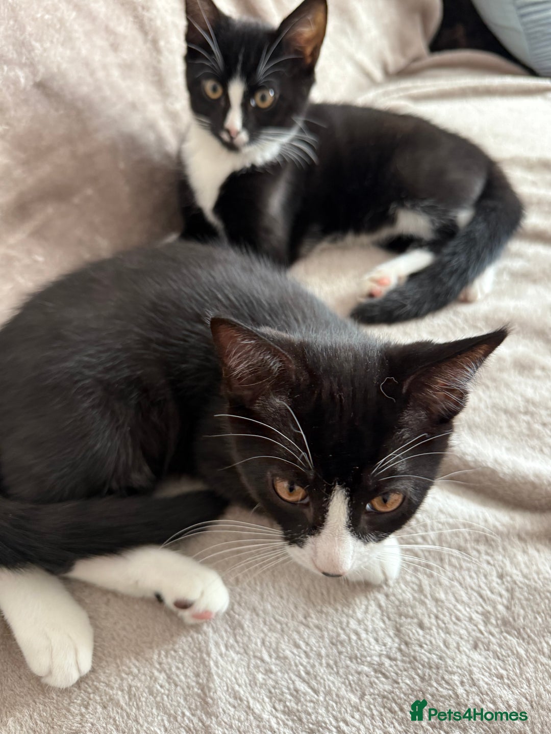Mixed Breed cats for sale: lovely kitties - Image 2