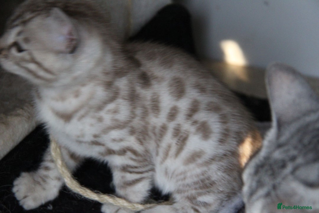 Bengal cats for sale: Bubbling Bengal Kittens For Sale - Advert 9