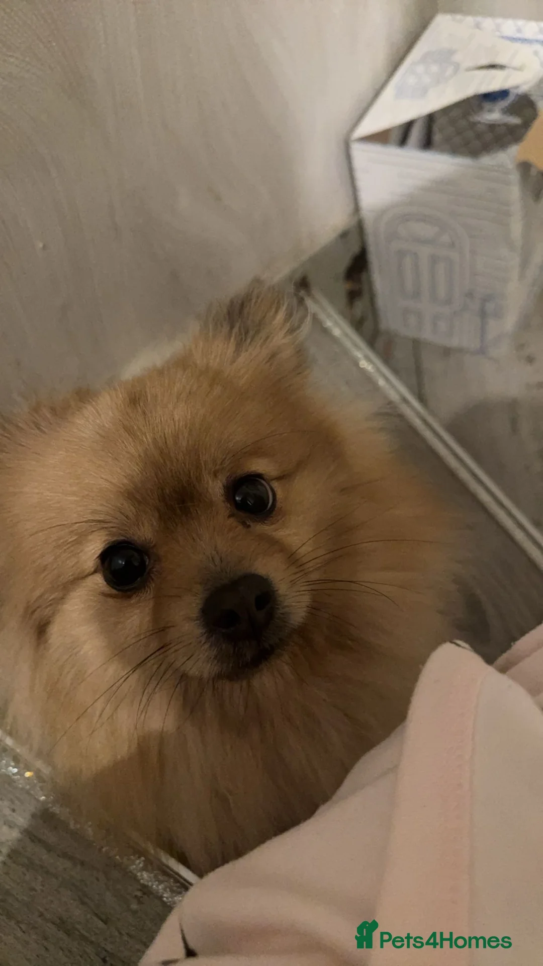 Pomeranian dogs for sale: Black & tan Pomeranian puppies 1 GIRL 1 BOY - Advert 2