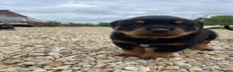 Rottweiler dogs for sale: Stunning German Rottweiler puppies - Advert 22