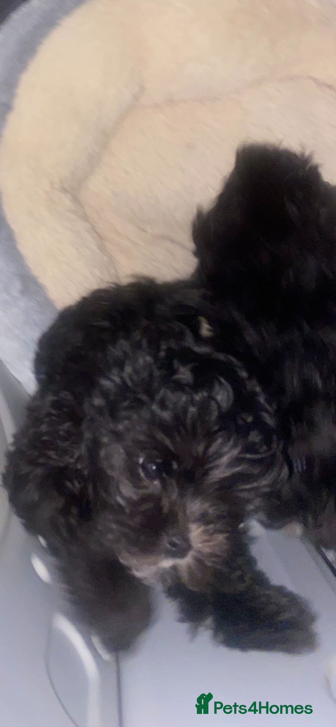 Maltipoo dogs for sale: Rare micro toy teddyface Korean/Asian maltipoos😍 - Advert 11