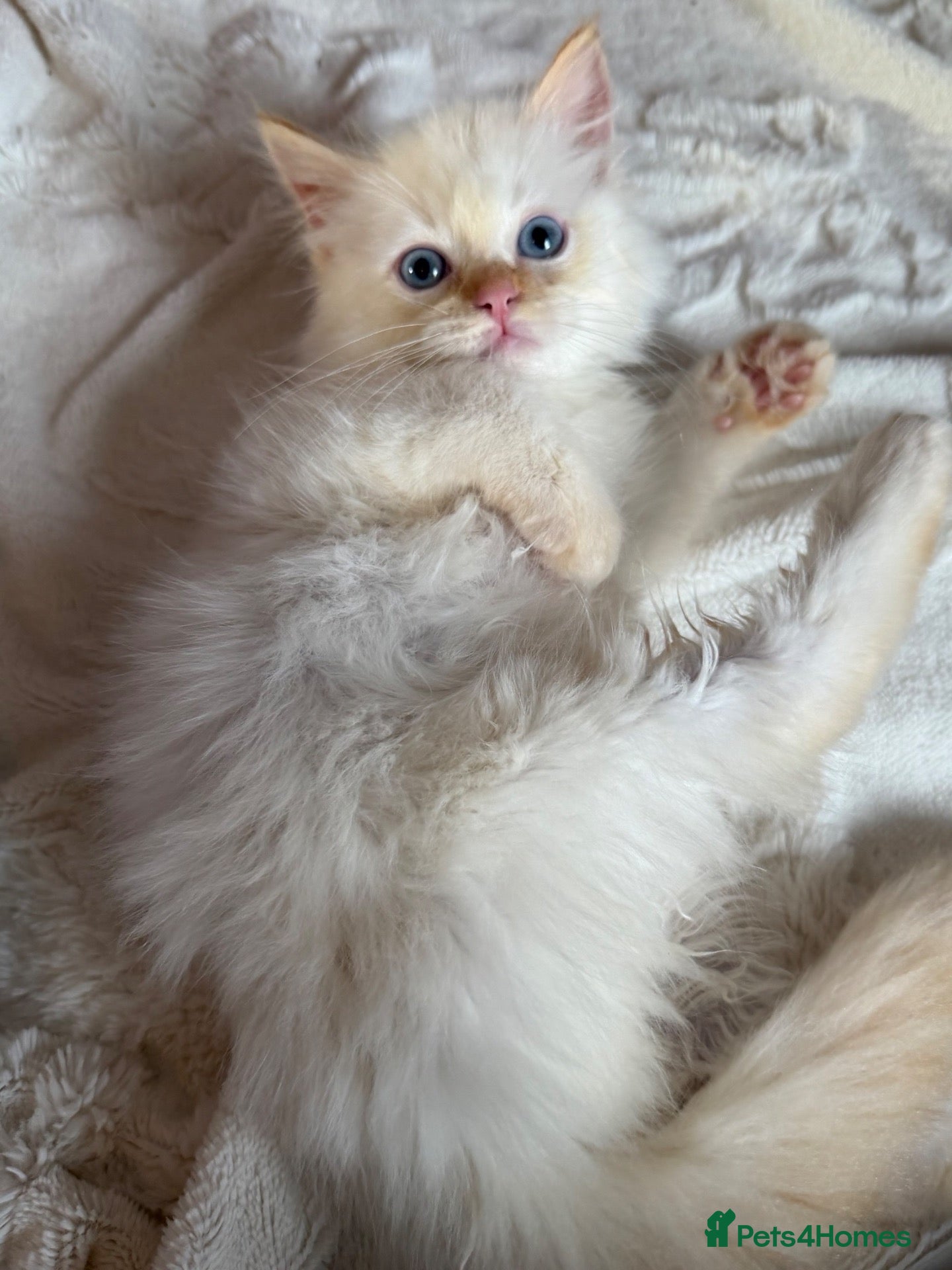 Ragdoll cats Full TICA Reg Ragdolls - Advert 8