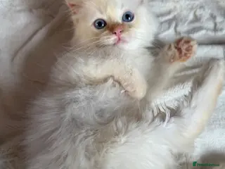Ragdoll cats Full TICA Reg Ragdolls - Advert 8
