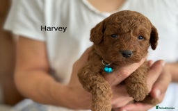Cockapoo dogs for sale: Perfect Cockapoo Puppies 🐶  - Image 5
