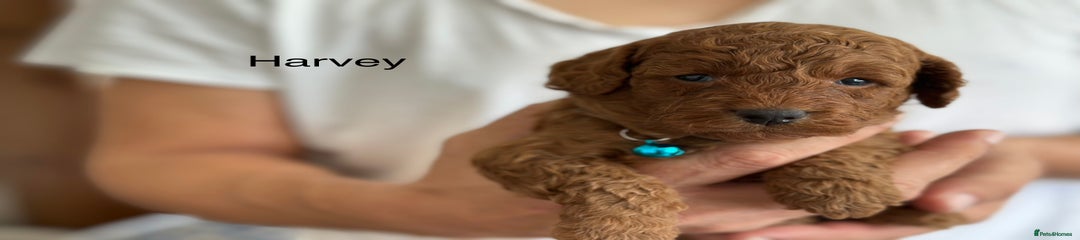 Cockapoo Puppy 1