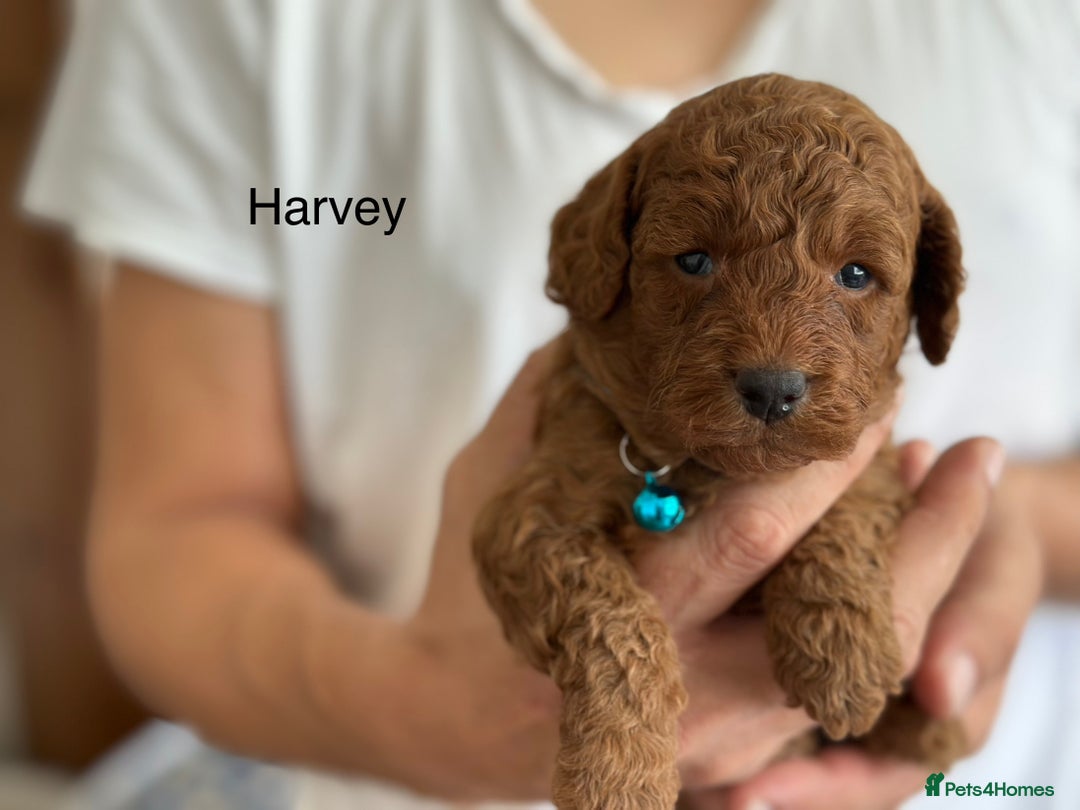 Cockapoo dogs for sale: Perfect Cockapoo Puppies 🐶  - Image 5