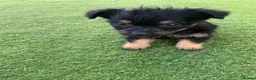 Jack Russell dogs for sale: Jack Russells  in Keston - Advert 5