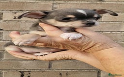 Chihuahua dogs for sale: Chihuahua - Image 8